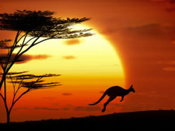 kangaroo