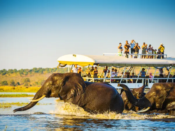 Chobe River