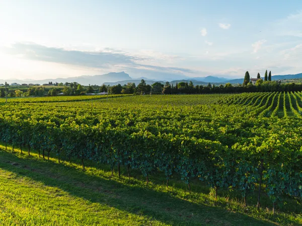 Wine Tasting & Tour at a Bardolino Vineyard