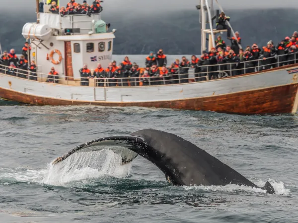 whale watching
