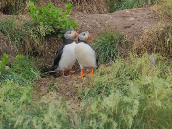 Puffins