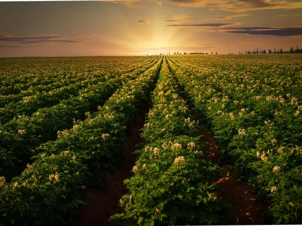 PEI Potato Farm
